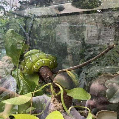 Year 3 Trip to the Living Rainforest February 2024